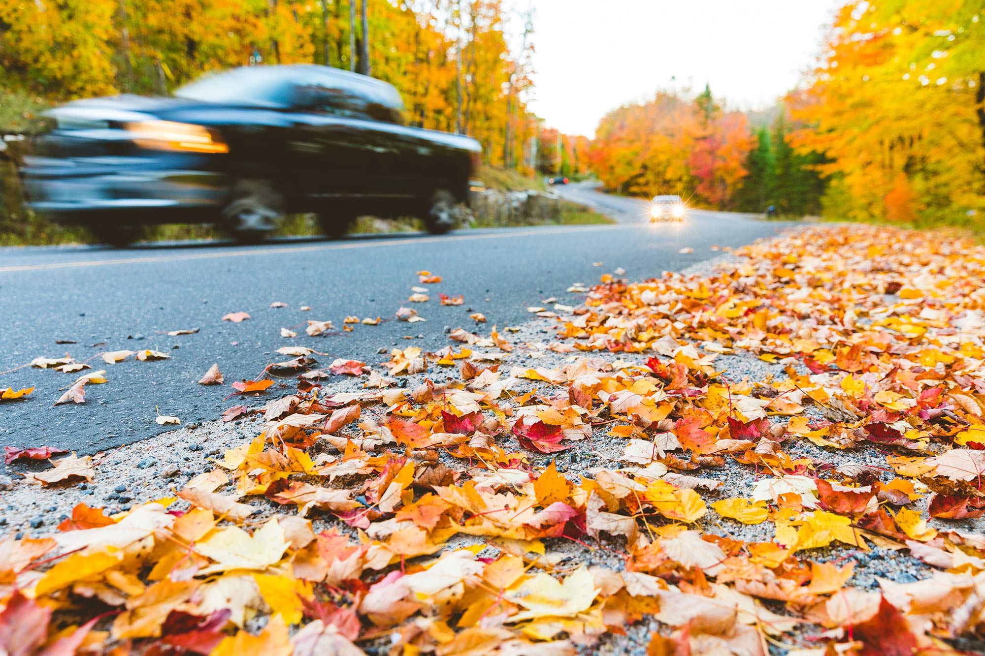 Cars on highway covered in leaves