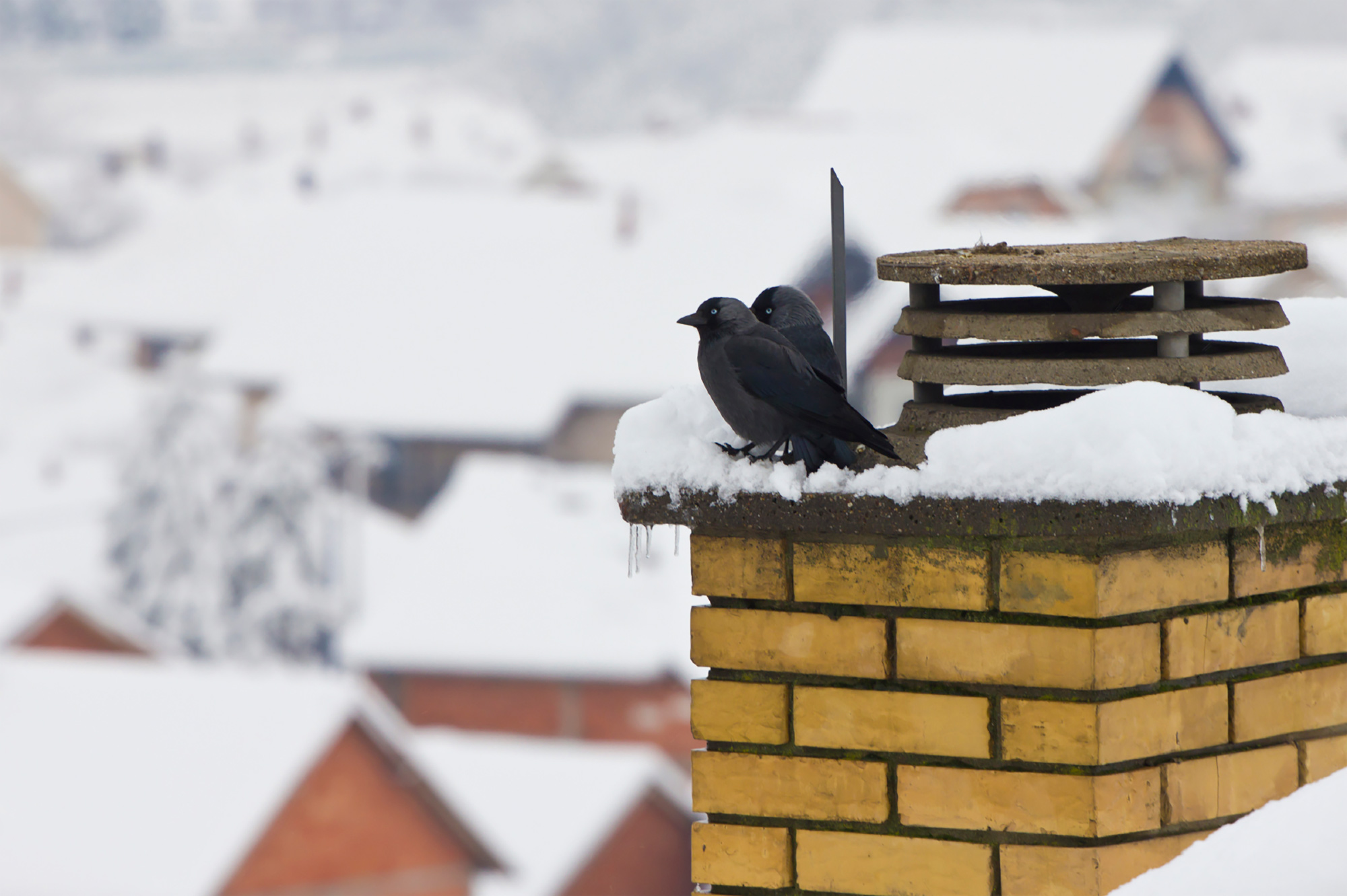 Close up birds sitting on snowy brick chimney top.