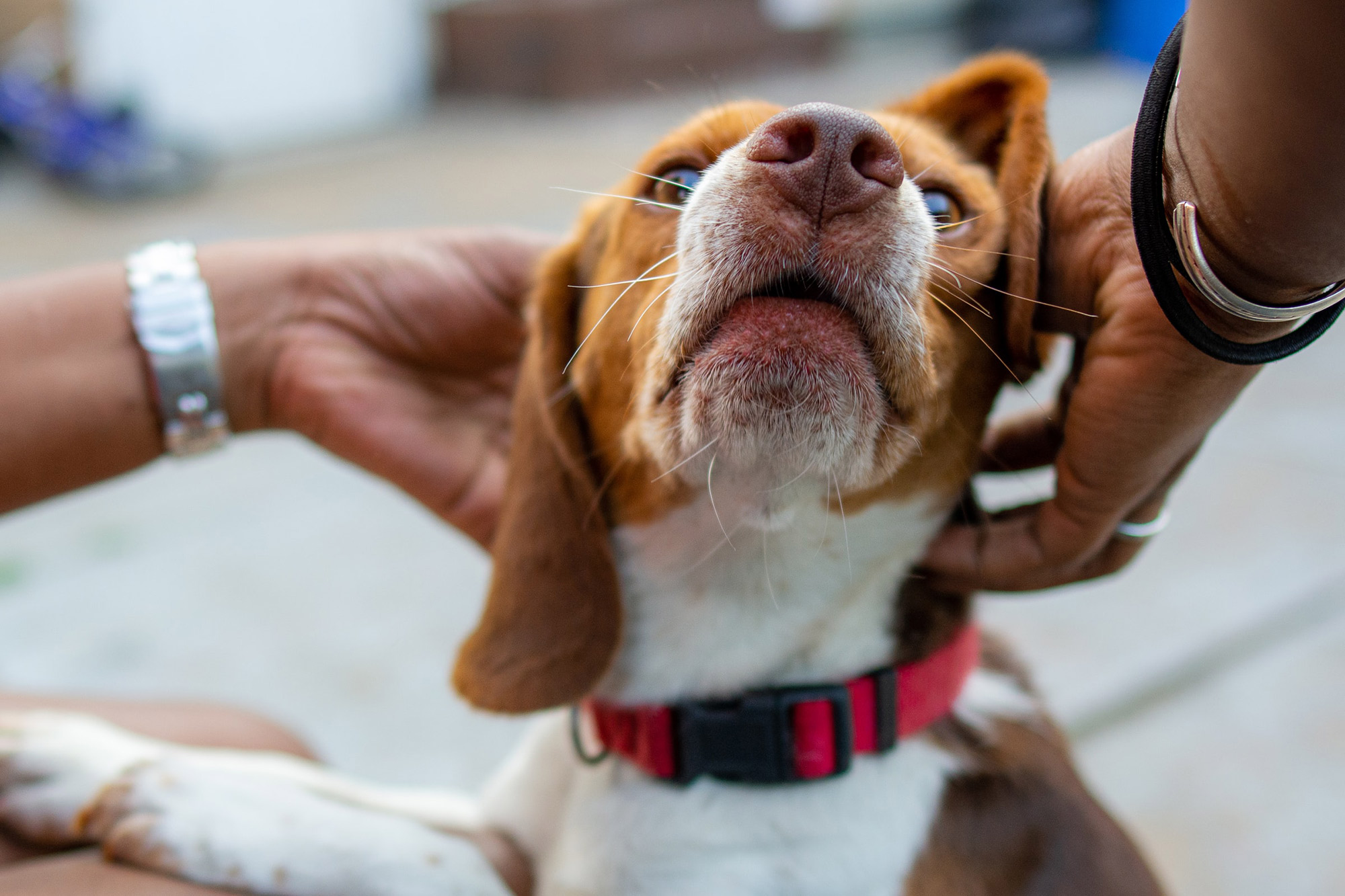 Close up of two people scratching a dog's head.
